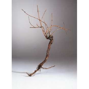 Vinná réva,cca. 1,5m