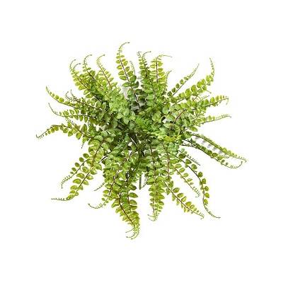 Asplenium Maidenhair Bush 40 cm