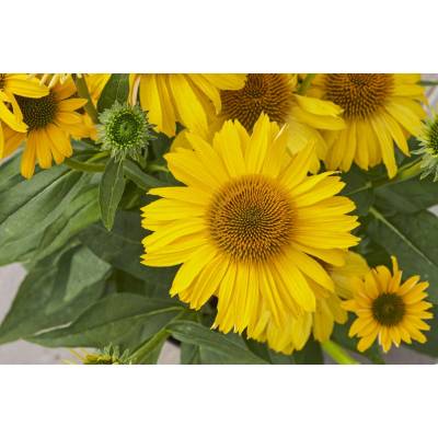 GREENBOSS FLOWER Echinacea 'Papallo Classic Deep Yellow Impr' Průměr květináče: 9 až 12 cm Echinacea 'Papallo Classic Deep Yellow Impr'
