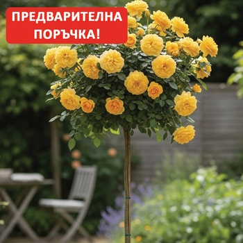 Weeks Roses Щамбова Роза Absolutely Fabulous®