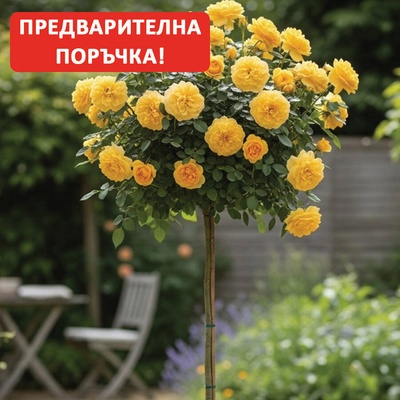 Weeks Roses Щамбова Роза Absolutely Fabulous®