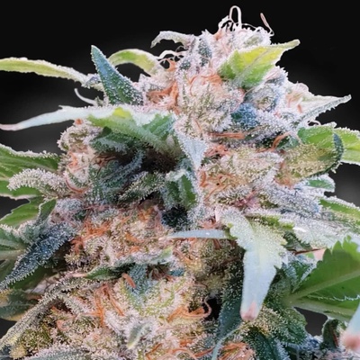 Paradise Seeds CBDream semienka neobsahujú THC 3 ks