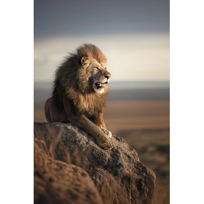 Plagát, Obraz - Mountain Lion, Marcel Egger, 26.7 × 40 cm