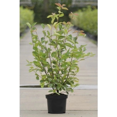 Muchovník Lamarckův FloraSelf Amelanchier lamarckii 50-60 cm květináč 4 l