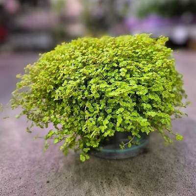 SOLEIROLIA MIX 13/14cm