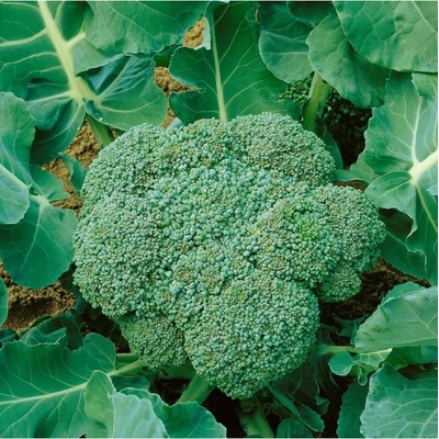 BIO Brokolice Calabrese Natalino - Brassica oleracea L. - bio semena brokolice - 30 ks