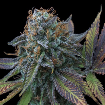 Exclusive Seeds Bank La Perla Negra semena neobsahují THC 3 ks