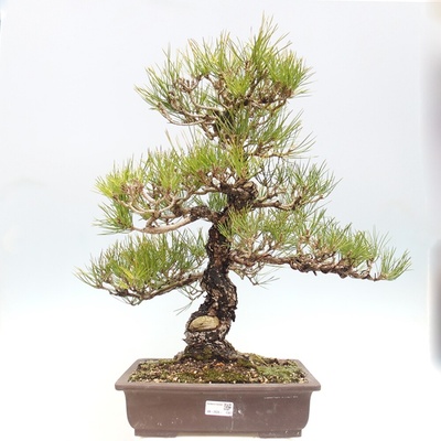 e-bonsai Venkovní bonsai - Pinus thunbergii - Borovice thunbergova