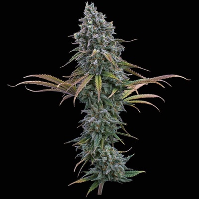 Brothers Grimm Seeds Space Queen semienka neobsahujú THC 3 ks