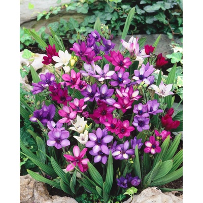 Mix Babiana stricta 15 ks – Zboží Dáma