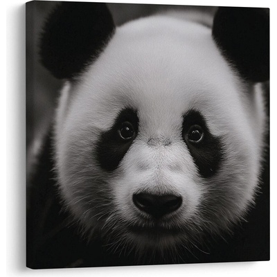Obraz panda na černém pozadí - 40x40