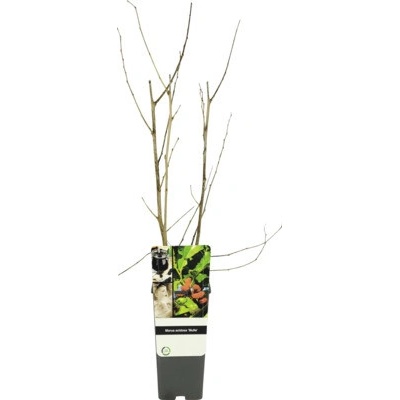 Morušovník zakrslý FloraSelf Morus acidos 'Mulle' květináč 2 l