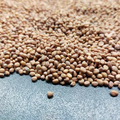 Microgreens Reďkovka červená Coral na mikrozeleninu 100 g