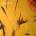 Crumb - Jinx (LP) (0843563116401)