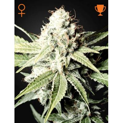 Green House Seeds Great White Shark semena neobsahují THC 10 ks