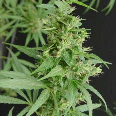 Mr. Nice Neville´s Haze regular semienka neobsahujú THC 15 ks
