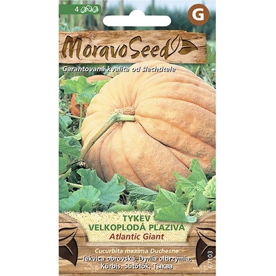 Tekvica veľkoplodá plazivá ATLANTIC GIANT MoravoSeed