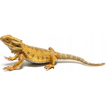 Collecta Agama vousatá