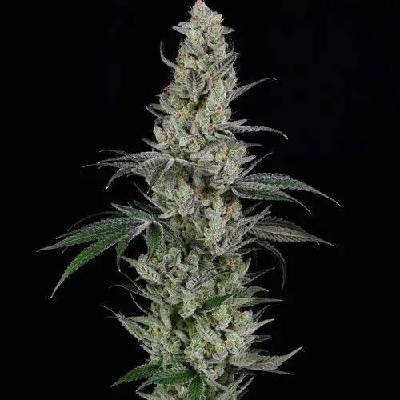 Spliff Seeds AK semena neobsahují THC 5 ks
