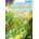 Cambridge Primary Path Foundation Flashcards