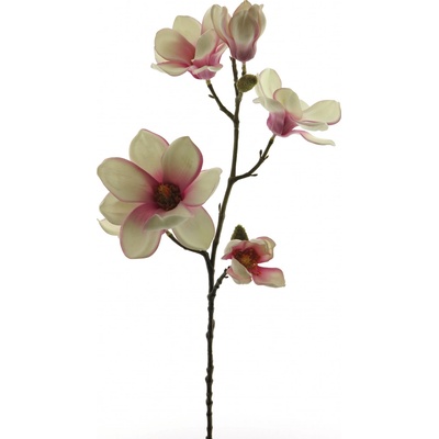 Magnolie Asxo (fuchsia) červená 65 cm (935716)