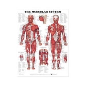 Muscular System Anatomical Chart | Anatomical Chart Company (ISBN: 9781587796838)