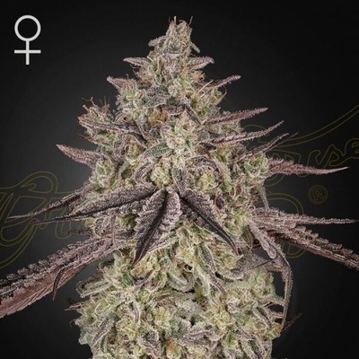 Green House Seed Skywalker Auto semienka neobsahujú THC 1 ks
