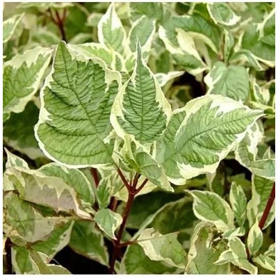 Cornus alba 'Elegantissima' 20-30 VKR2L