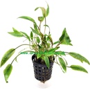 Cryptocoryne walkerii