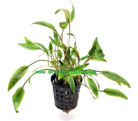 Cryptocoryne walkerii