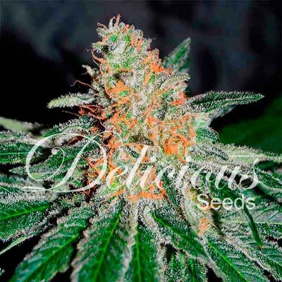 Delicious Seeds CBD Jam semena neobsahují THC 1 ks