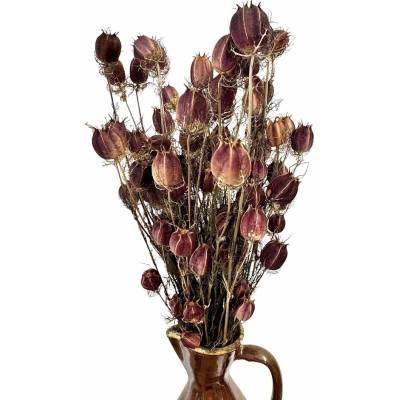 Sušená černucha (Nigella) přírodní bordó svazek