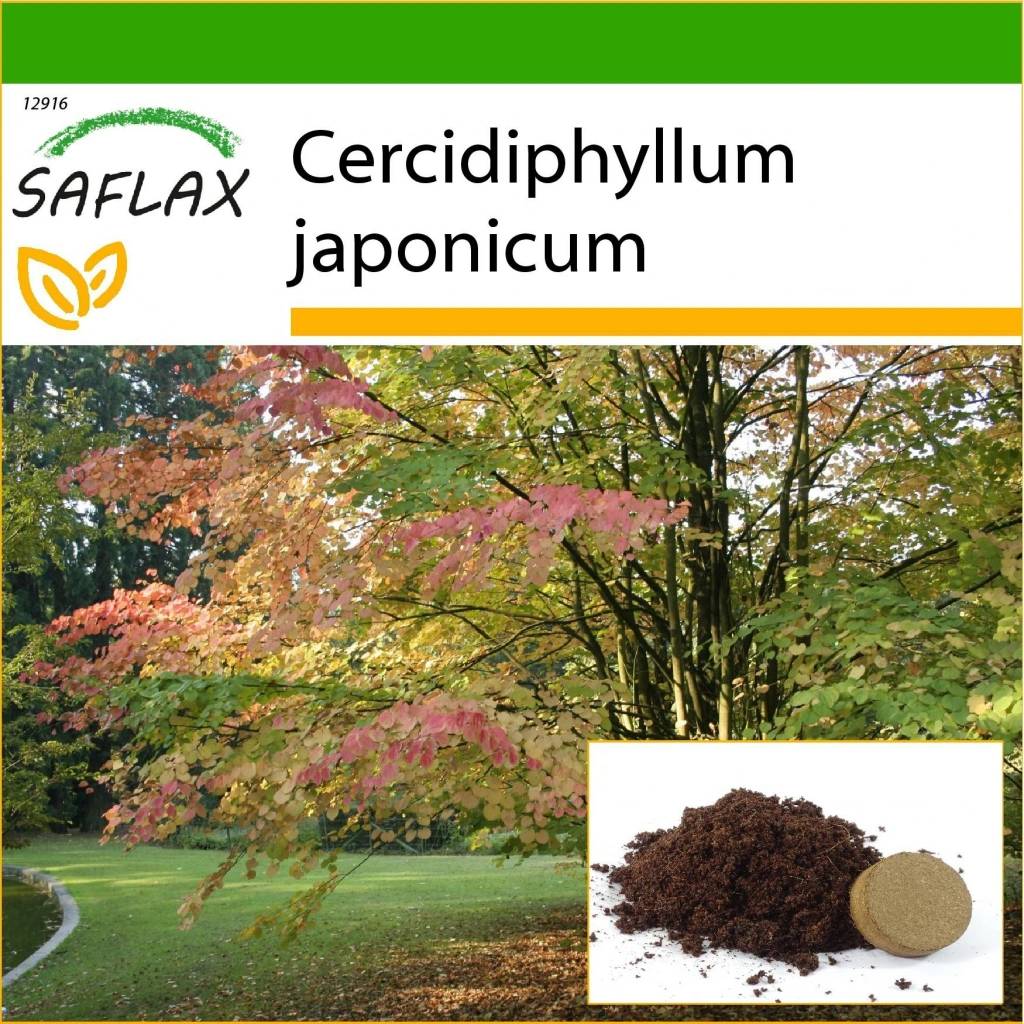 Cercis siliquastrum Judasbaum Mehrstämmig - Boomkwekerijen M. van den Oever & Zo