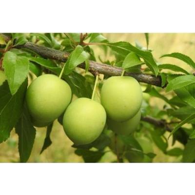 Ringlota (Prunus domestica subsp. Italica) ´ULENA´ - stredne skorá, výška 150-180 cm, voľnokorenná