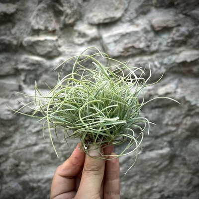 Tillandsia rectifola