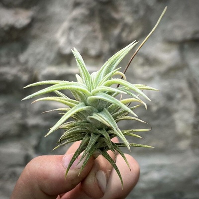 Tillandsia ionantha vanhyningii XXL