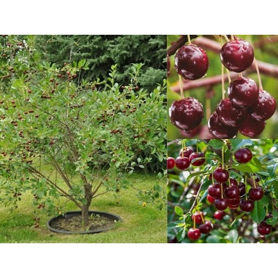 Višňa kríková Carmine Jewel, výška 30-40 cm, kvetináč 2 l