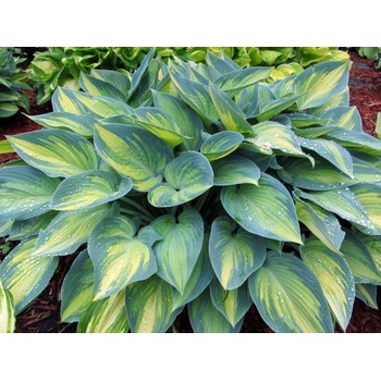 Hosta "June"
