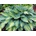 Hosta "June"