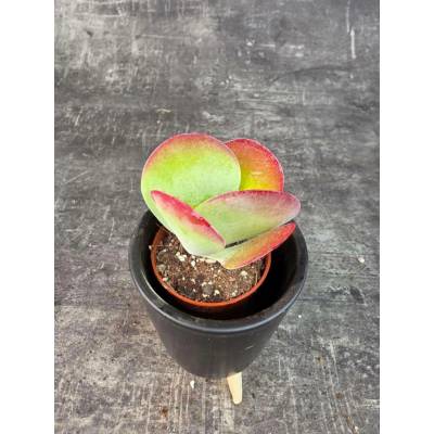 Kalanchoe Thyrsiflora red mini