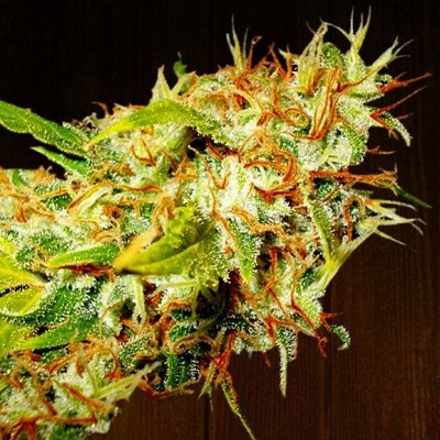 Ace Seeds Zamaldelica semienka neobsahujú THC 3 ks