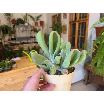 Kalanchoe luciae 'Lady Fingers'