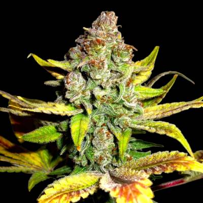 B-S-B Genetics Gorilla Glue #4 semena neobsahují THC 10 ks