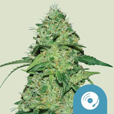 Royal Queen Seeds Joanne´s CBD semienka neobsahujú THC 1 ks