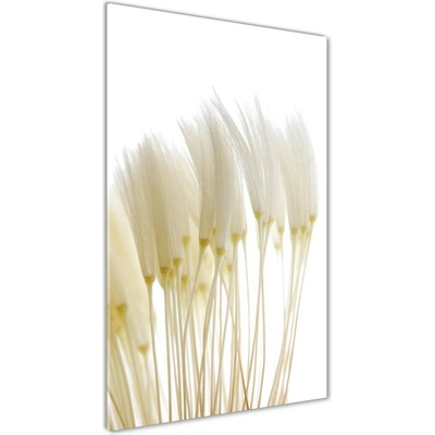 Vertikálny foto obraz sklenený Semená púpavy 50x100 cm