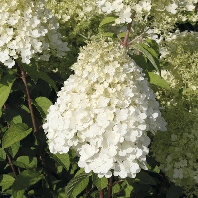 Hortenzie latnatá FloraSelf Hydrangea paniculata 'Bobo'® 50-60 cm květináč 6 l