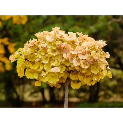 Ginko dvojlaločné Troll na 200-210 cm kmienku, výška 240-280 cm, kvetináč 25 l