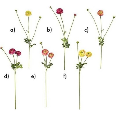 Pryskyřník - Ranunculus H72 barva / provedení: b)