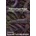 Faereyinga Saga: Translation and Icelandic Text | F. York Powell, Volundr Lars Agnarsson, Anonymous