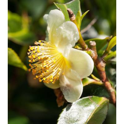 Cajovnik Prodej (Camellia sinensis, čajovníku jsou, čajových lístků, jako jsou, množství kultivarů) Cajovnik Prodej